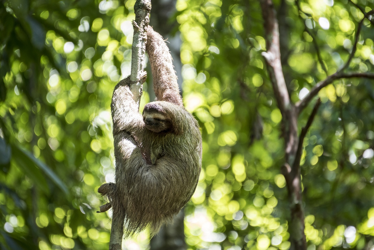 Corcovado National Park (Costa Rica)