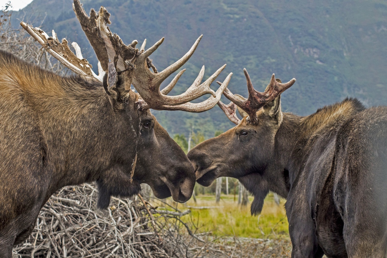 Parco nazionale e riserva di Denali (Stati Uniti)