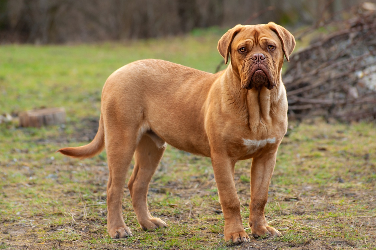 Dogo de Burdeos