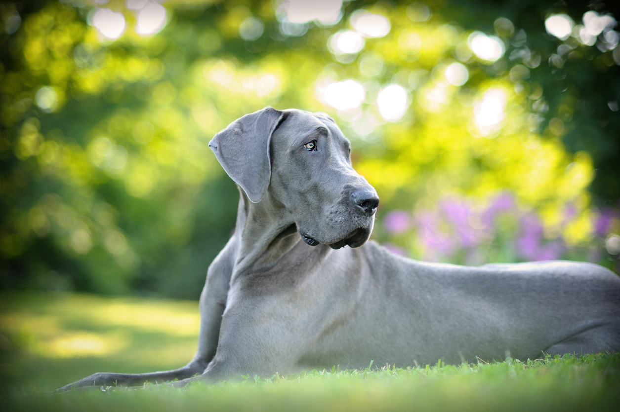 Dogue Alemão