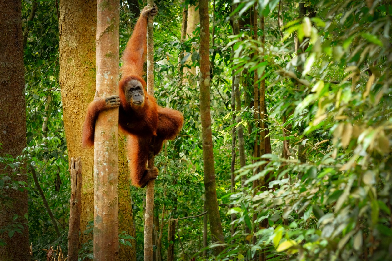 Parc national de Gunung Leuser (Indonésie)