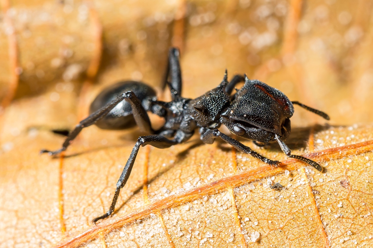 10 insectes et arachnides à éviter dans le monde