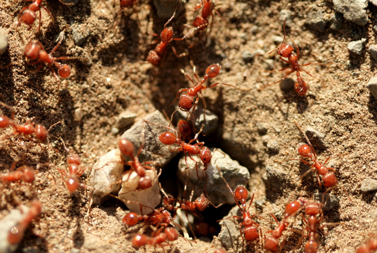 Fourmis de feu