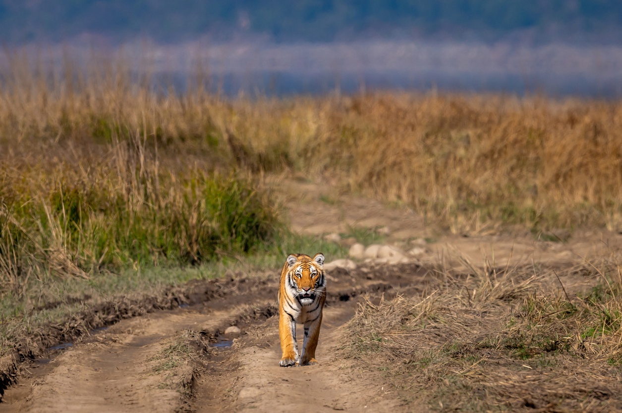 Parque Nacional de Jim Corbett (India)