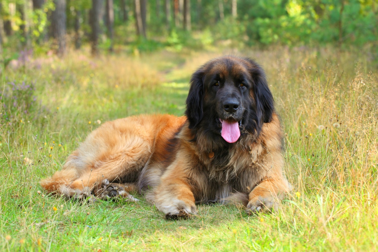 Leonberger