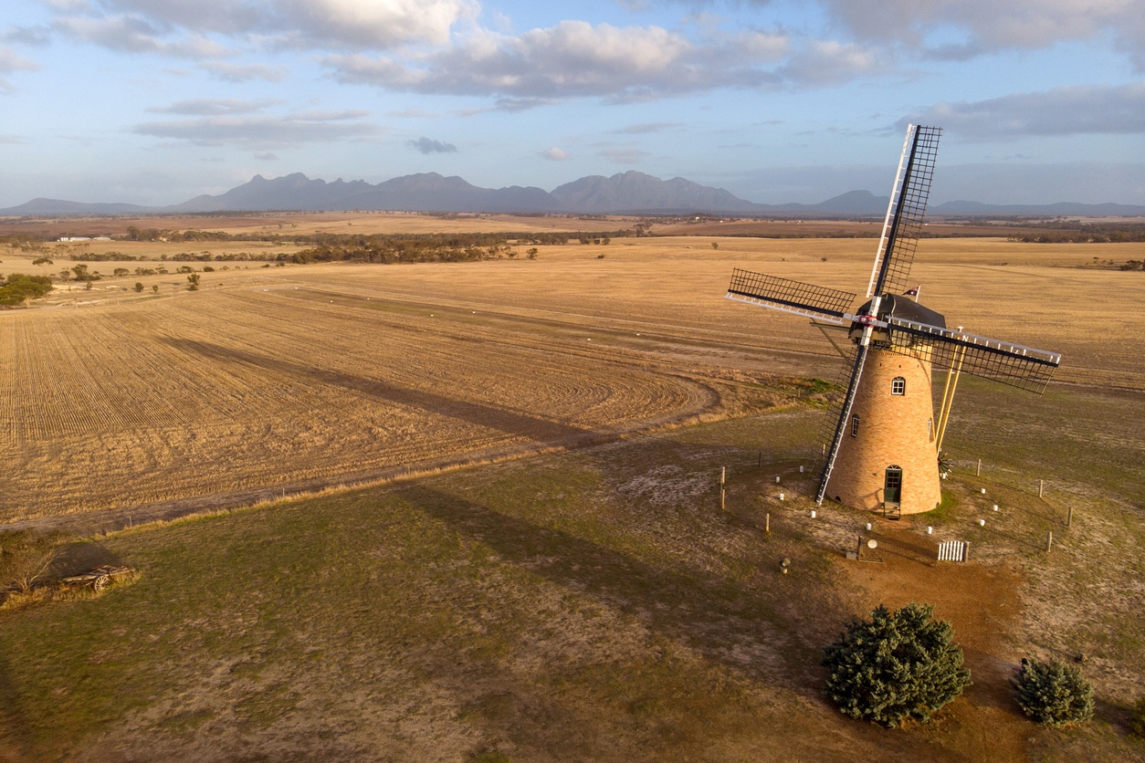 Il giglio olandese (Australia)