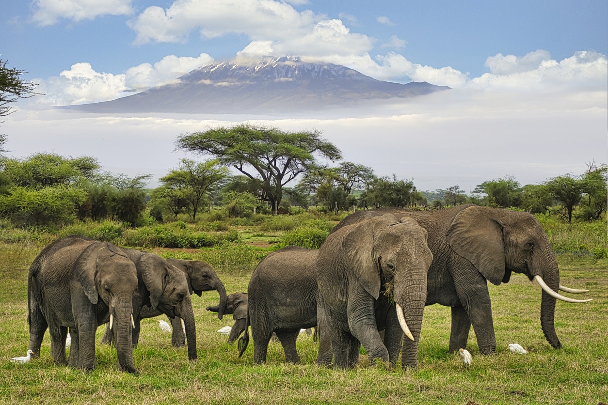 Masai Mara National Reserve (Kenya)