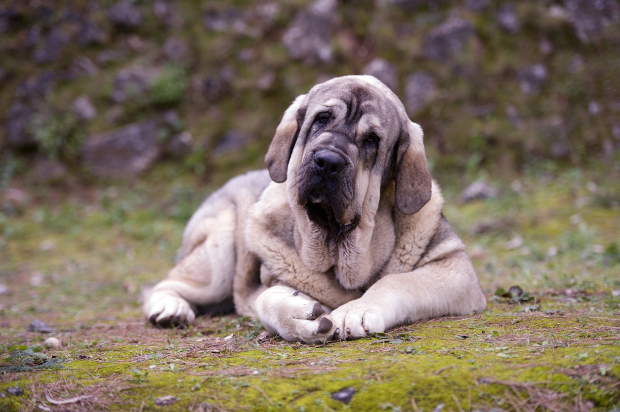 Spanische Mastiff