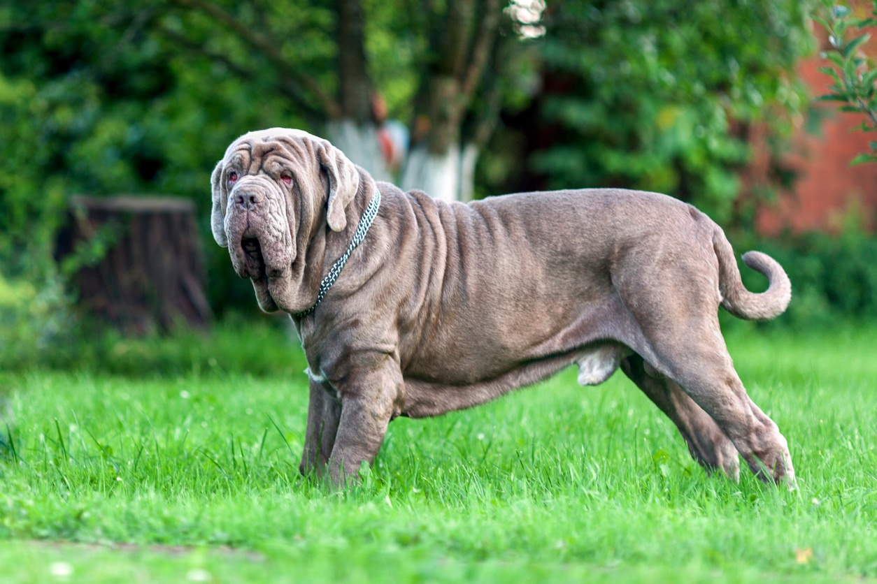 Neapolitanische Mastiff