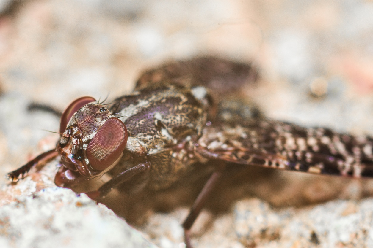 Les 10 insectes et arachnides les plus dangereux au monde