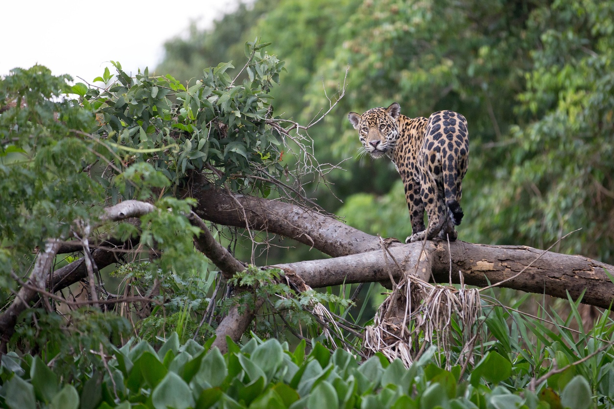 Pantanal (Brésil)