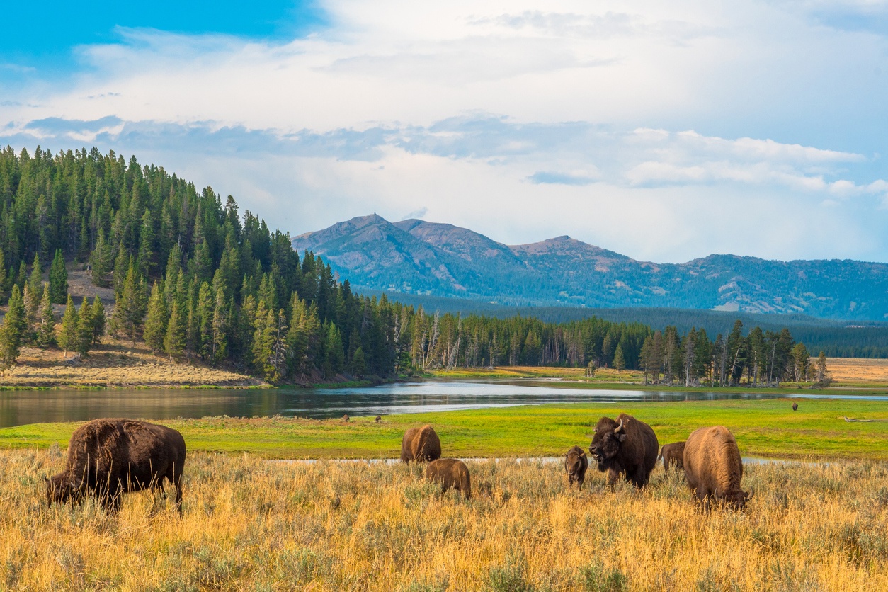 Parc national de Yellowstone Parc national de Yellowstone