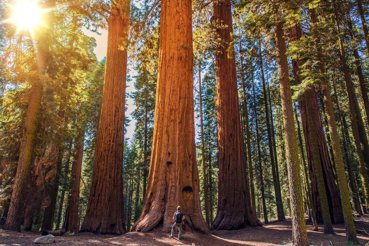 Parque Nacional de Redwood