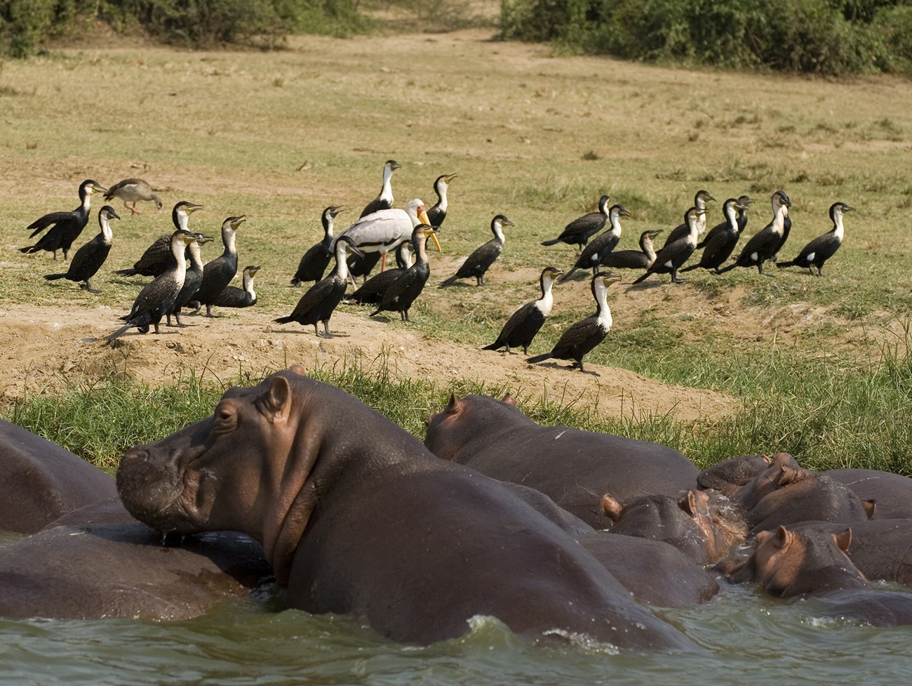 Queen Elizabeth National Park (Uganda)