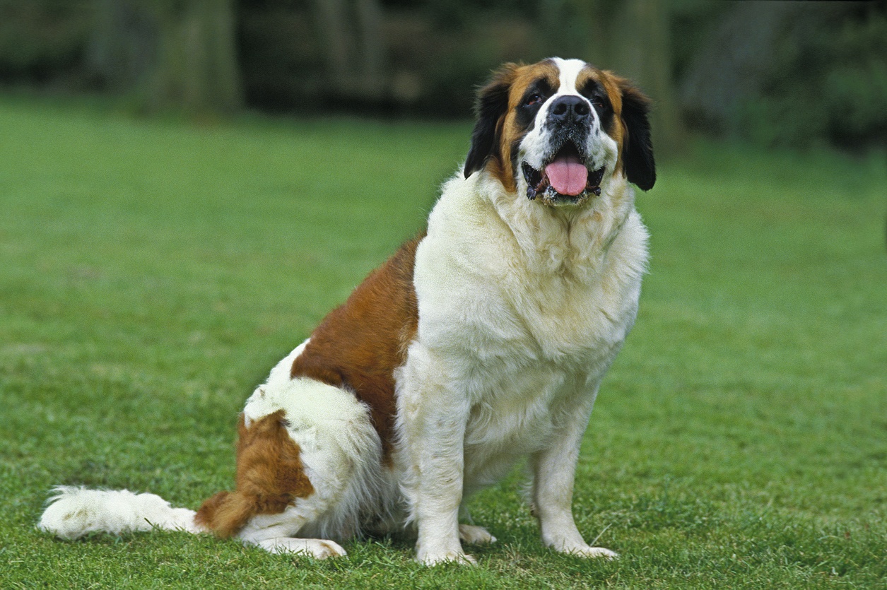 Saint Bernard