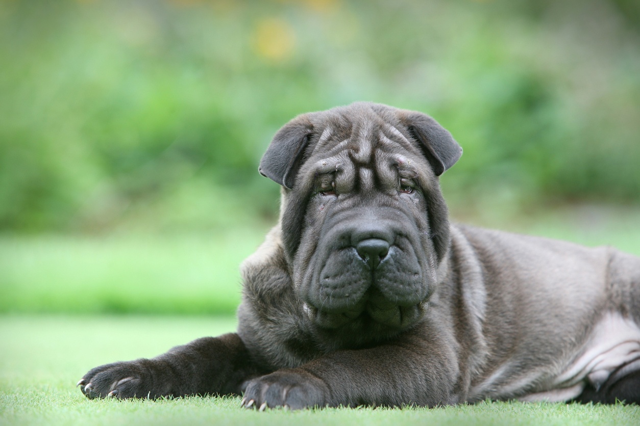 Shar pei