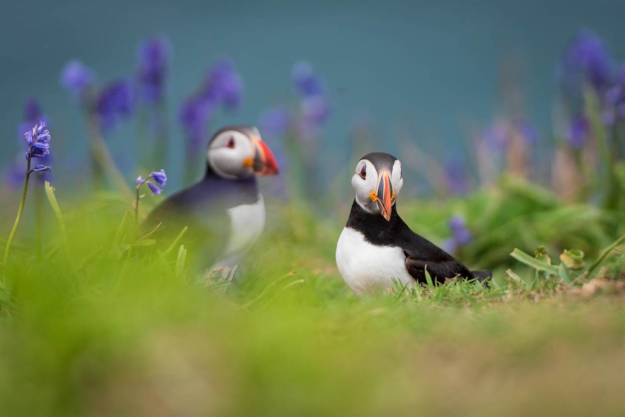 Isla de Skomer (Gales)