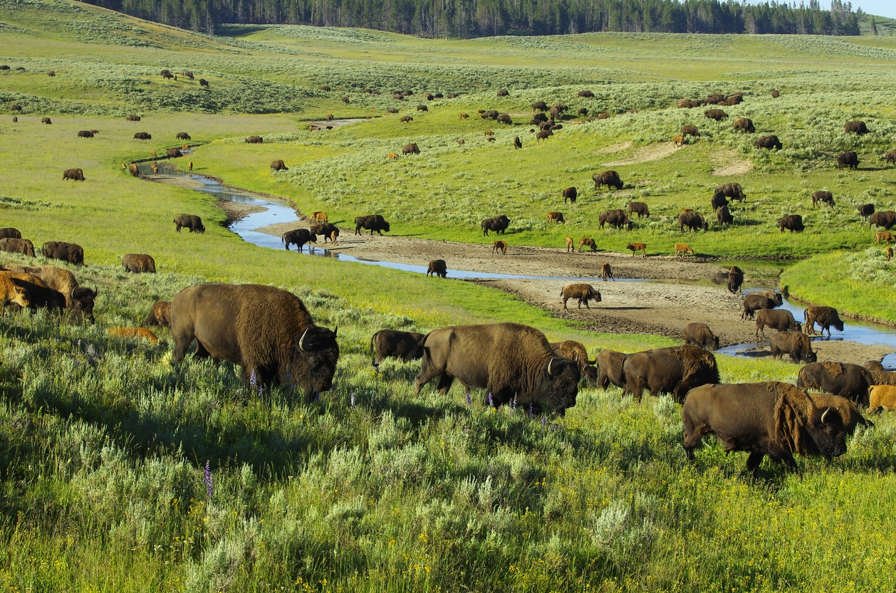 Parc national de Yellowstone (États-Unis)