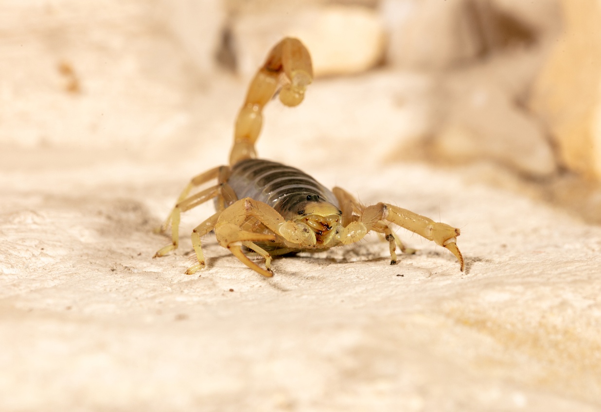 Scorpion Scorpion