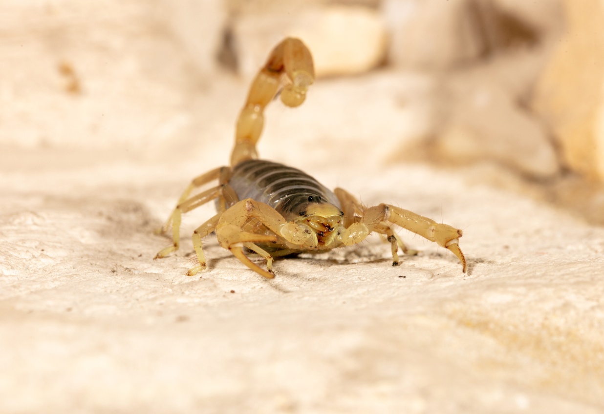 10 Insekten und Spinnentiere, die man am besten meidet