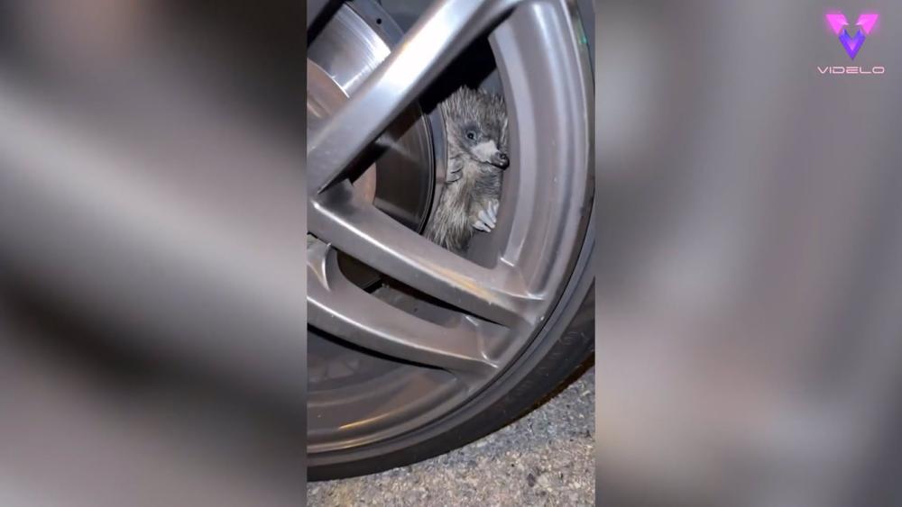 Este edquina curioso queda atrapado en la rueda de un coche Este