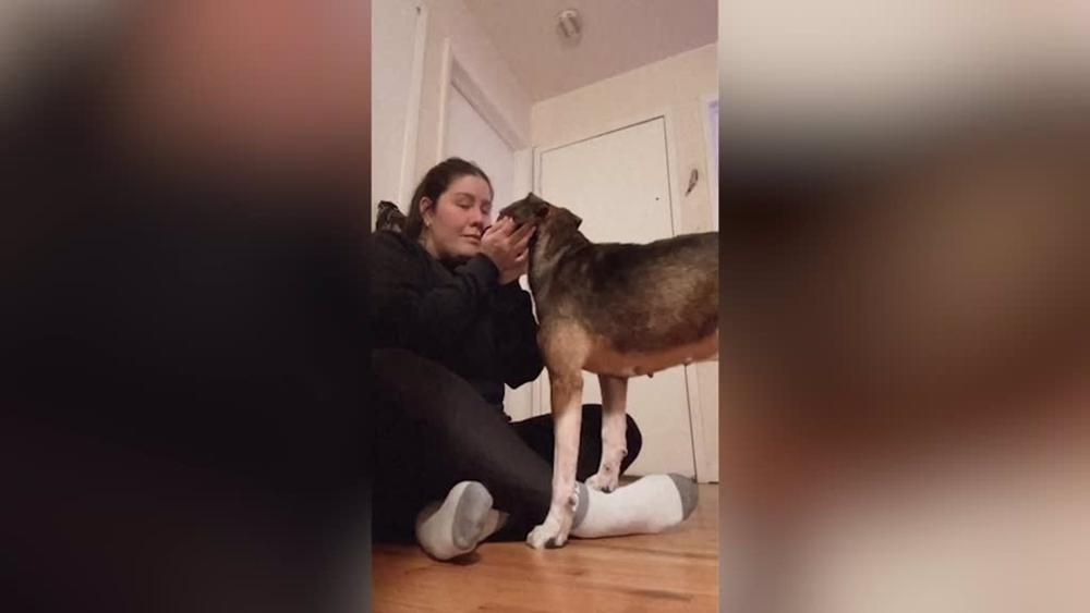 La emocionante reacción de este cachorro tras ser adoptado definitivamente por su madre de acogida La