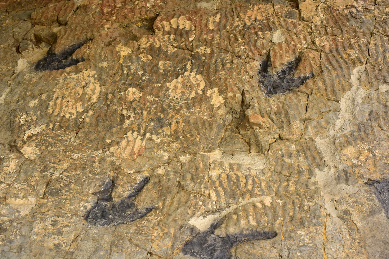 Ichnite deposits of Enciso (Spain)