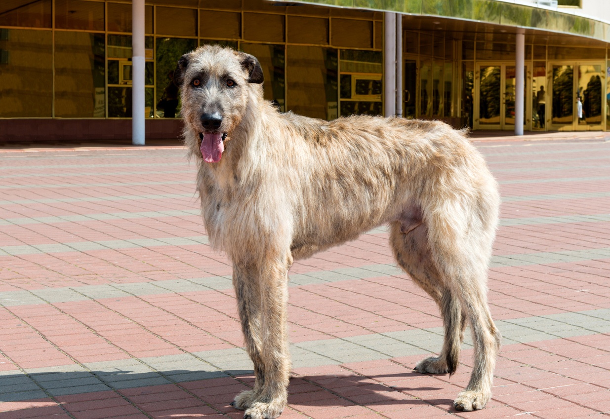 Wolfhound irlandês