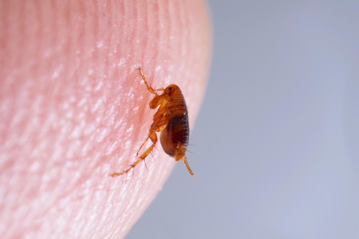 Tödliche Insekten und Spinnentiere: Treffen Sie die 10 gefährlichsten Insekten und Spinnentiere der Welt