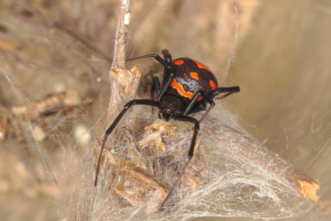 De la picadura al deceso: 10 arácnidos e insectos letales a nivel global