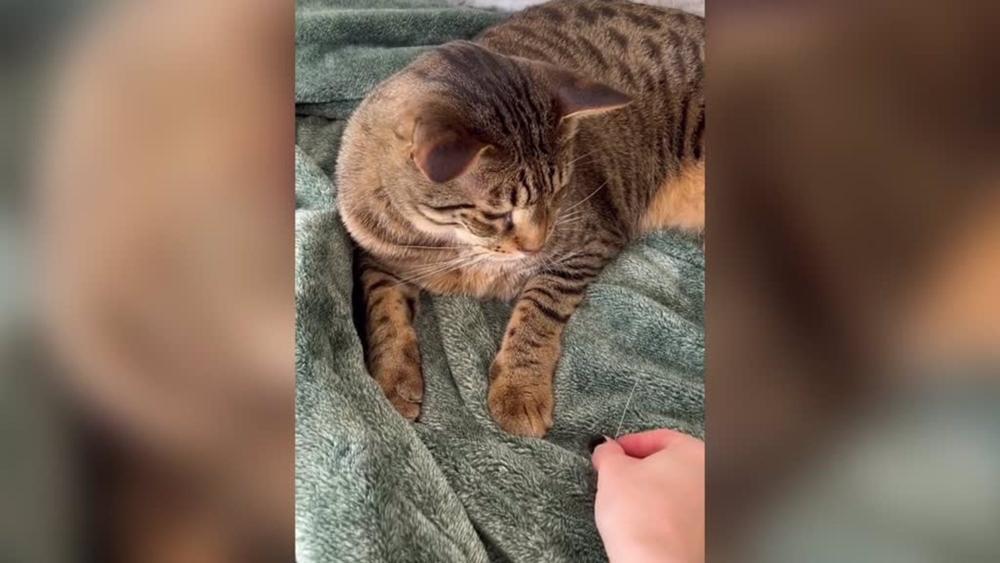 El curioso hobby de esta amante de los gatos: colecciona los bigotes que se le caen a su amigo felino El