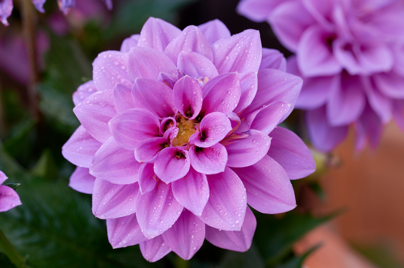 Dalias Dalias
