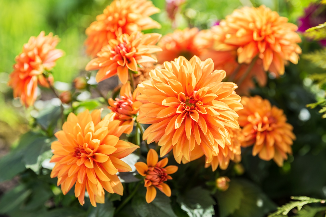 Dalias Dalias