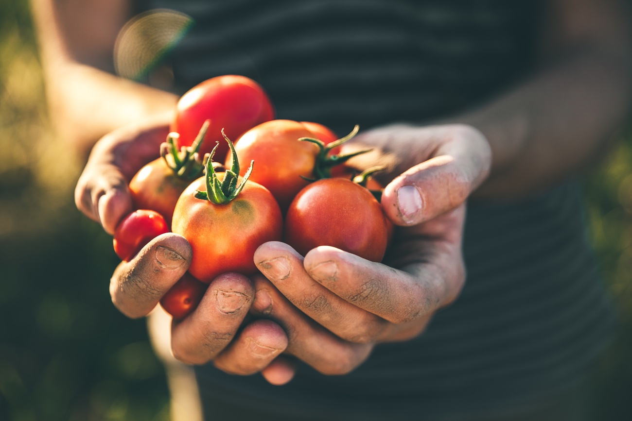 Tomate Tomate
