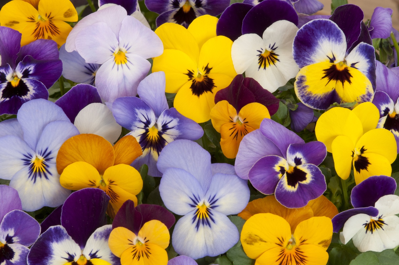 Violas (de floración invernal) o pensamientos Violas (de floración invernal) o pensamientos