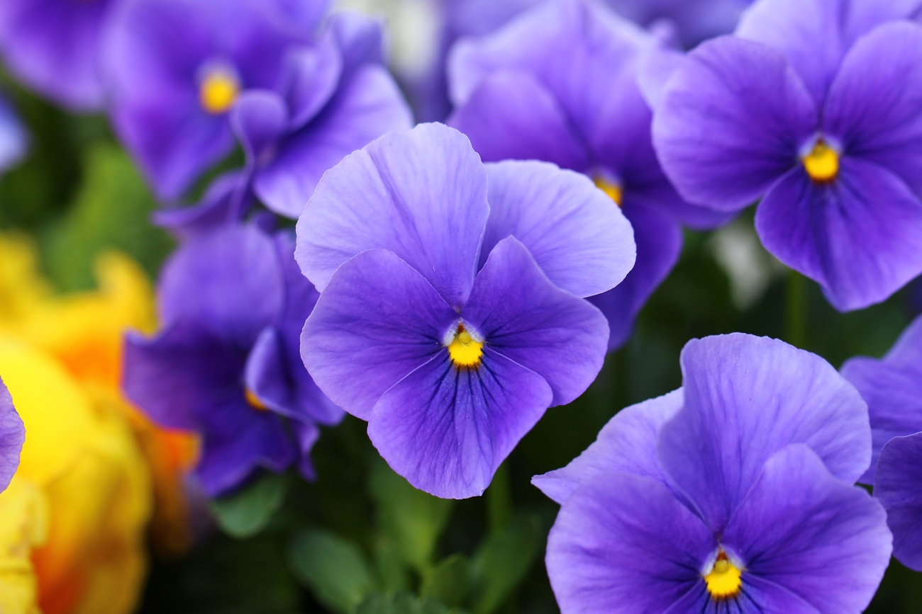 Violas (de floración invernal) o pensamientos Violas (de floración invernal) o pensamientos