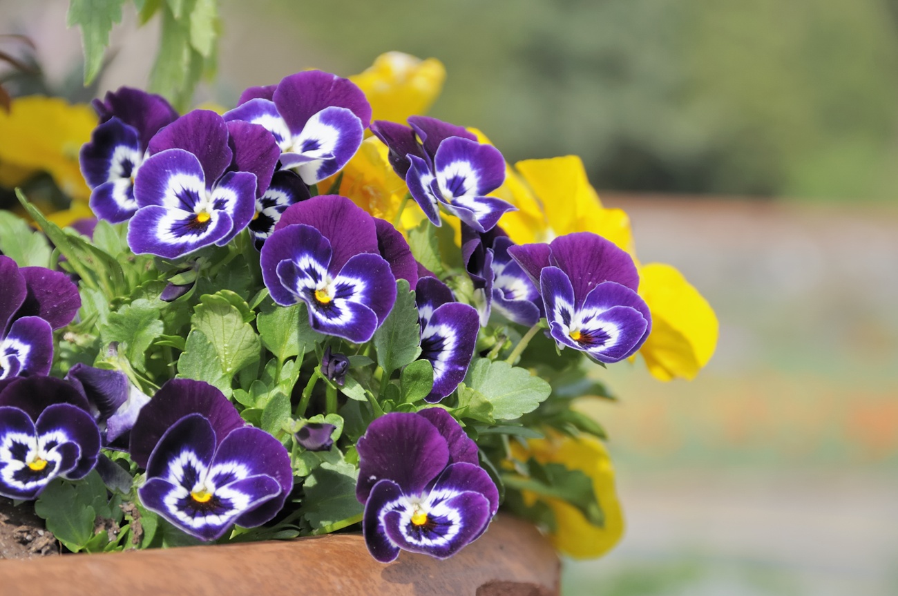 Violas (de floración invernal) o pensamientos Violas (de floración invernal) o pensamientos