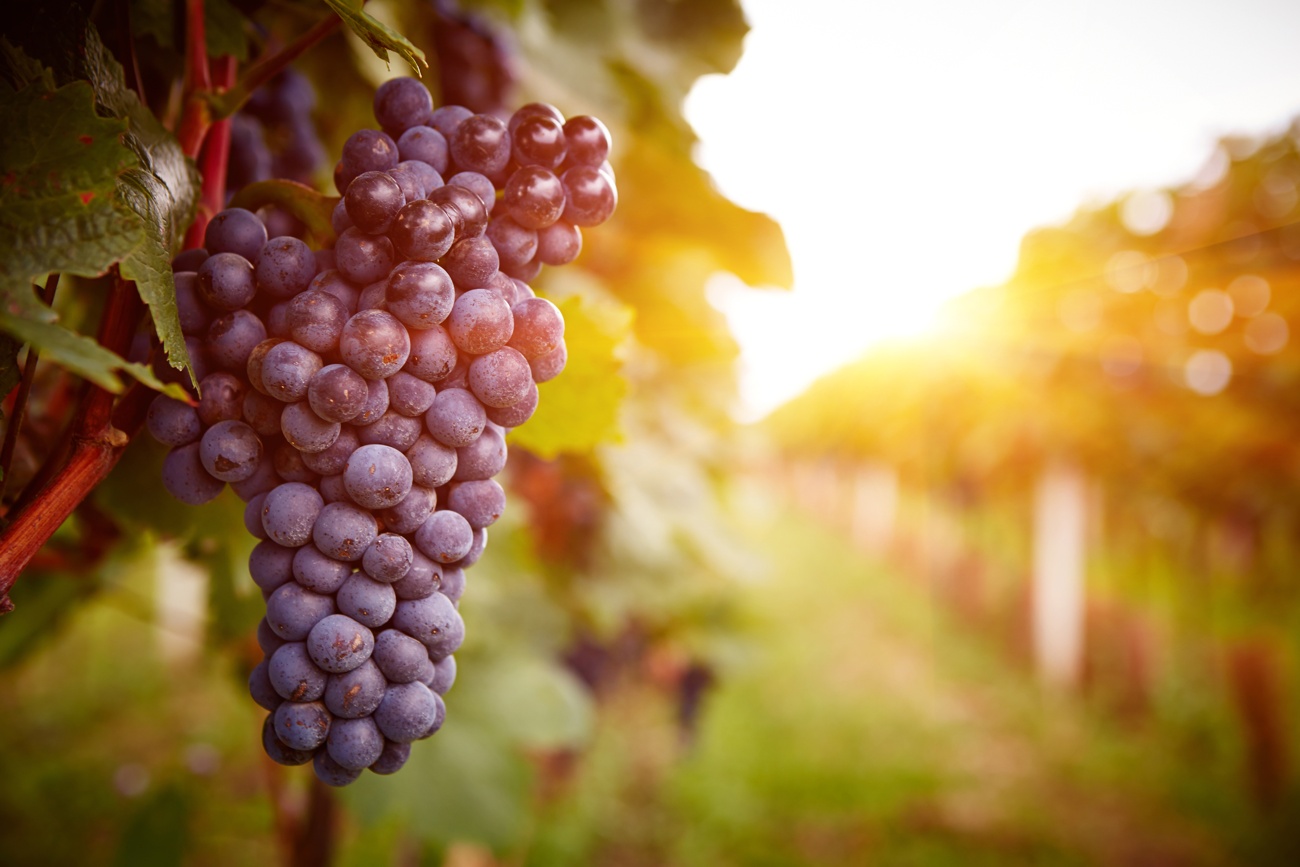 Uvas Uvas