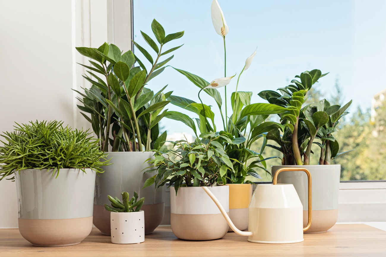 Proporciona aire fresco a tus plantas