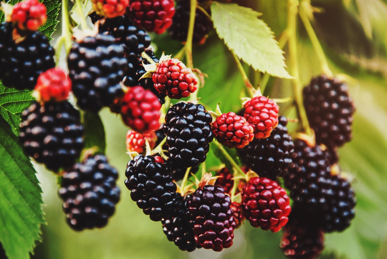 Moras Moras