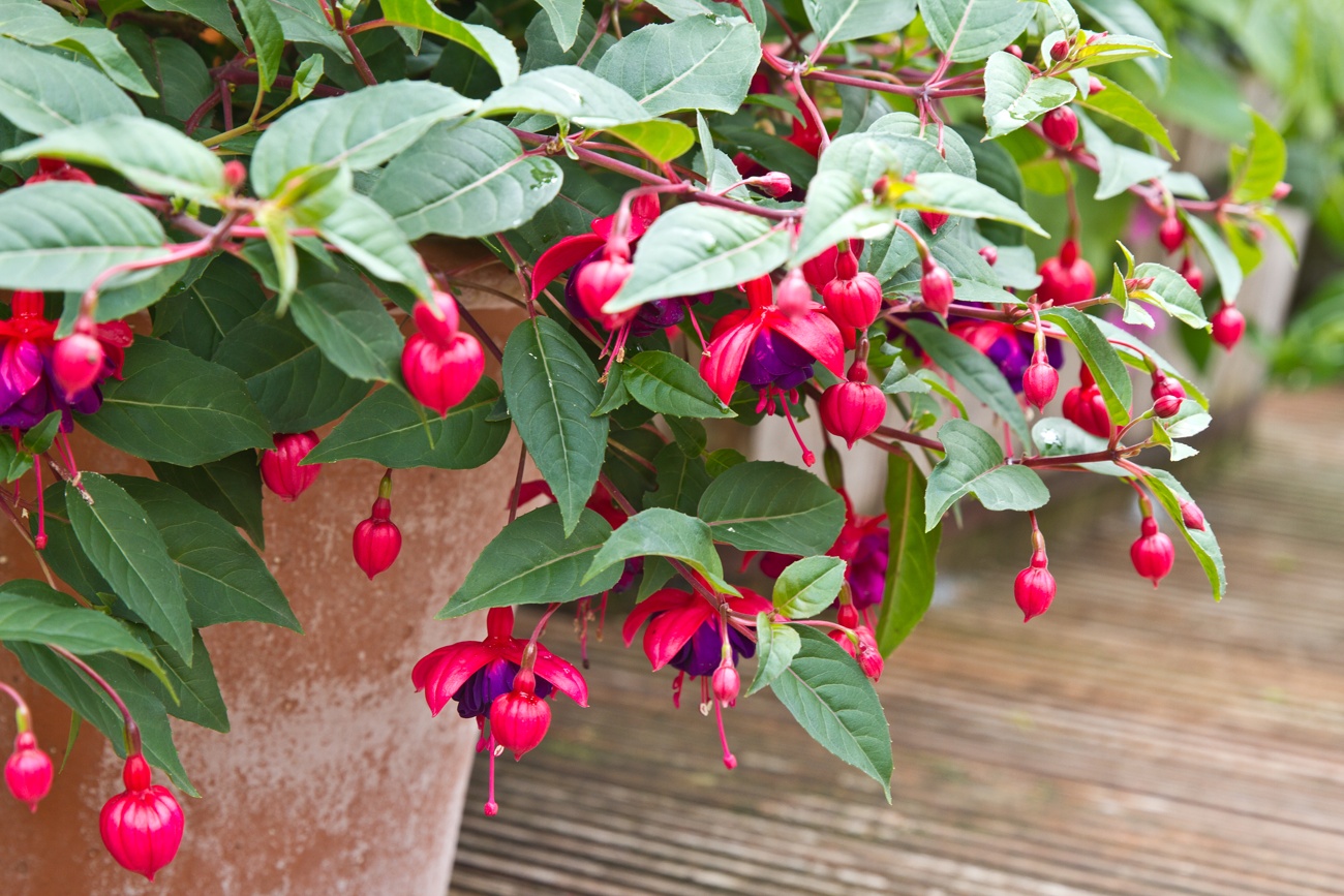 Fucsia Fucsia
