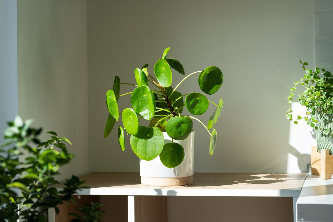 Mueve tu planta si es necesario y déjala estática cuando haya encontrado su lugar