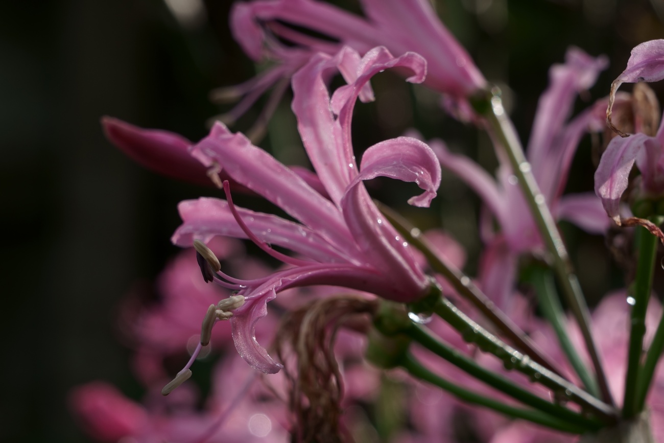 Nerine bowdenii o lirio de Guernsey