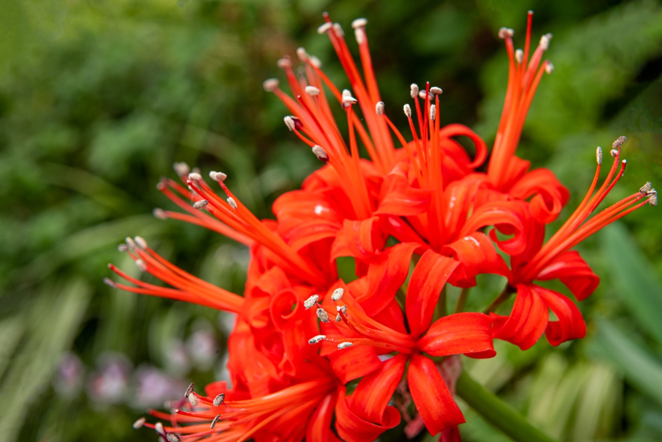 Nerine bowdenii o lirio de Guernsey