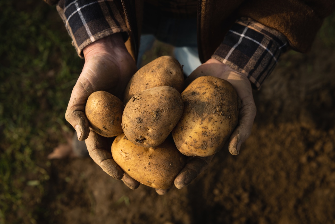 Patatas Patatas