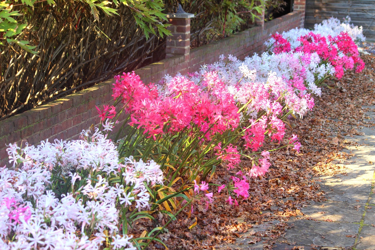 Nerine bowdenii o lirio de Guernsey