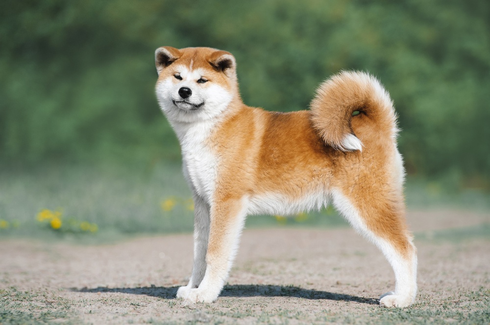 Akita Akita