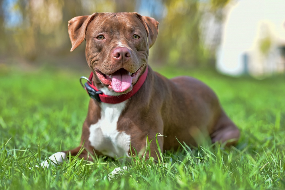 American pit bull terrier American pit bull terrier