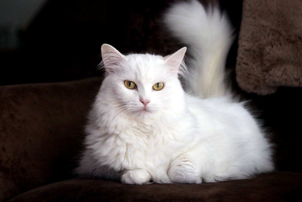 Angora Angora