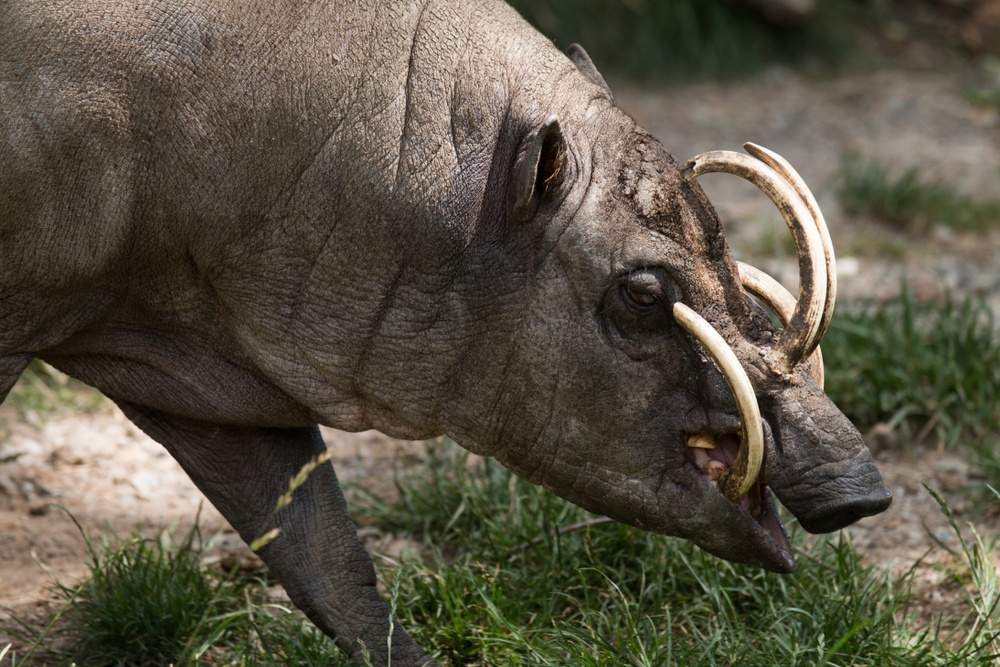 Babirusa Babirusa